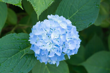Blue hydrangea flower with water drops on blurred background