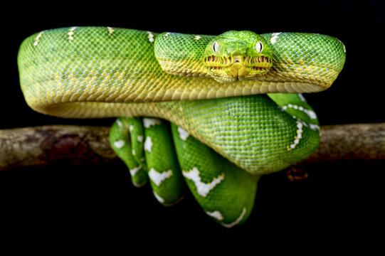 Emerald tree boa (Corallus caninus)