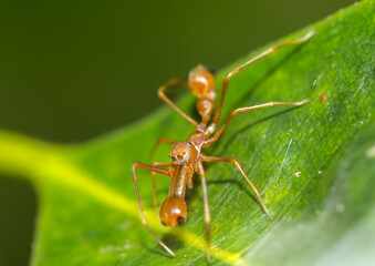 Super macro of male Kerengga ant-like jumper (Myrmarachne plataleoides) who pretend himself like Red ant in nature in Thailand.