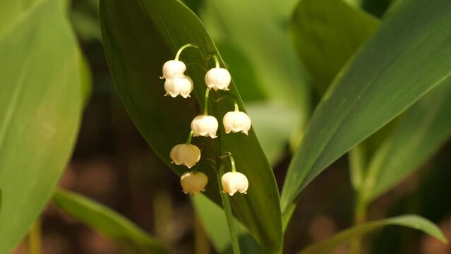 blooming lily of the valley
