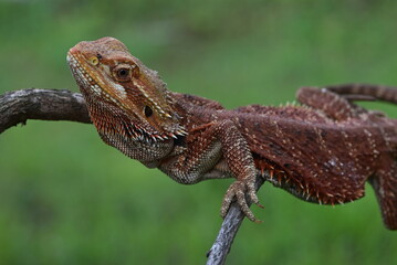 The action of Pogona, Pogona vitticeps is a lizard species which are often known by the common name bearded dragons