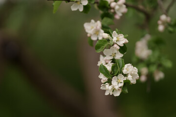 Pink flowers on apple tree in spring