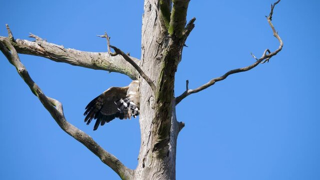African harrier hawk climbs a dead tree trunk hunting against clear blue sky