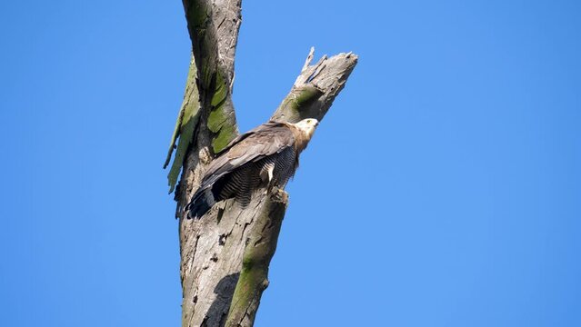 An african harrier hawk perches high on a dead tree flies away.