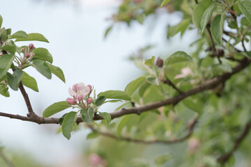 Pink flowers on apple tree in spring