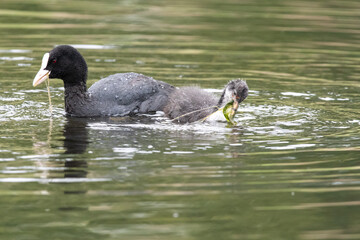 Young coot chick swimming close to parent on water at Lakenheath Fen nature reserve in Suffolk, UK. Feeding