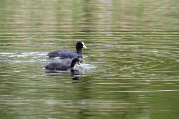 Young coot chick swimming close to parent on water at Lakenheath Fen nature reserve in Suffolk, UK. Feeding