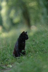 Portrait of young cat walking through a grass