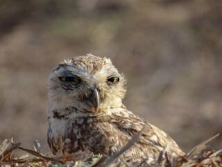 Small Burrowing Owl