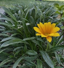 Obraz premium yellow flowers