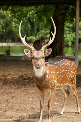 Naklejka na ściany i meble Wild South Texas Axis, Chital, or spotted Deer Buck.