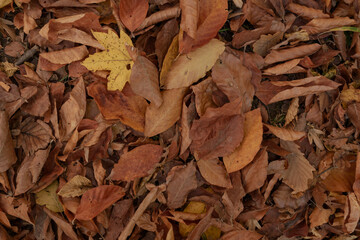 Autumn leaves on the ground background top view
