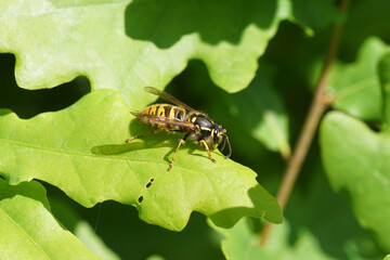 Queen of a common wasp (Vespula vulgaris) of the family Vespidae in spring on young oak leaves. Dutch garden.	