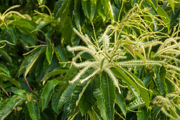 雌花と雄花が付いたクリ（Castanea crenata）の花の花序／初夏・ブナ科