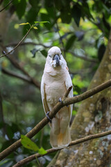 The moluccan cockatoo bird in garden