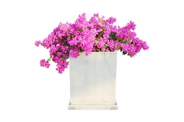 Concrete flower pot with pink bougainvillea flowers isolated on white background with clipping path.