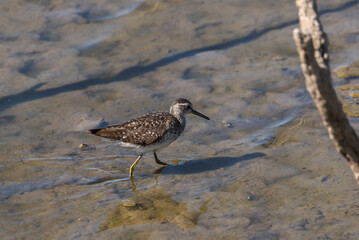 Wood sandpiper, Tringa glareola, feeding in the Vicario reservoir, province of Ciudad Real, Spain
