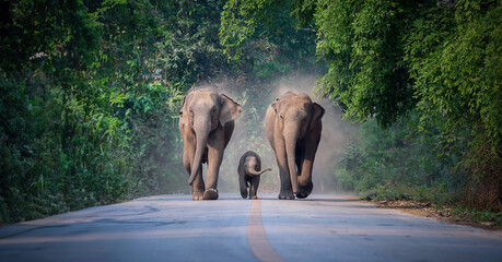 Naklejka na ściany i meble Wild female elephants with baby elephant from the deep jungle come out to walking on road that cross into the big mountain, Thailand. Family wild elephant walking and crossing the paved road