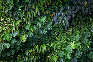 Variety of artificial plant in beautiful nature vertical garden, Green leaves background. Natural tropical background nature forest jungle foliage.