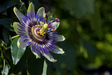 Single passionflower left side with empty space and blurred background
