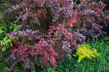 Barberry Tunberga Concord. A shrub with a rich burgundy color of leaves that lasts all season! The...