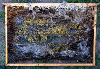 Terrible wax bee frame eaten by parasites.