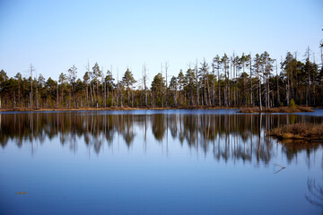 Fototapeta premium Lake surounded by the forest with blue sky above with few white clouds, selective focus