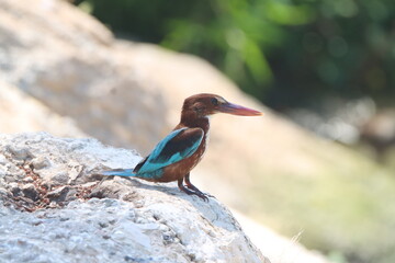 Bird looking for a fish in the river 