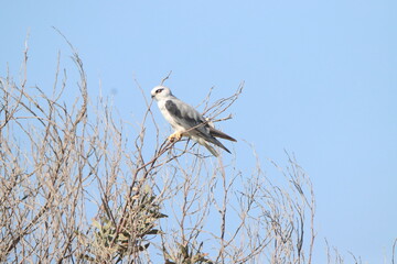osprey in flight