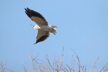 osprey in flight