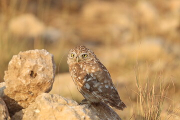 owl on the grass