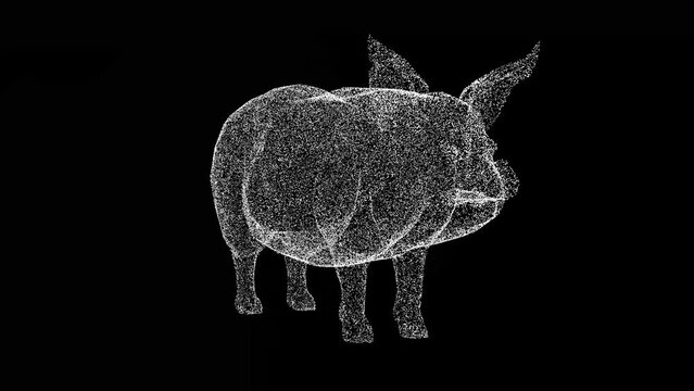 3D pig rotates on black background. Object made of shimmering particles. Animal concept. For title, text, presentation. 3d animation 60 FPS