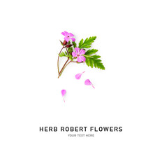 Herb Robert pink flowers and leaves isolated on white background.