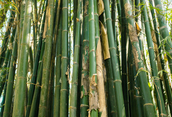 Bamboo. Bamboos Forest. Growing bamboo border design over blurred sunny background. Closeup. Japanese garden design, gardening. Spa, Zen concept. Border art. Space for your text. Nature backdrop