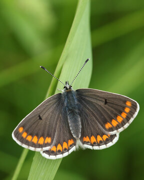 A newly emerged Brown Argus Butterfly, Aricia agestis, perched on a blade of grass in a meadow.