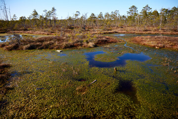 A lake on a bog marsh, selective focus