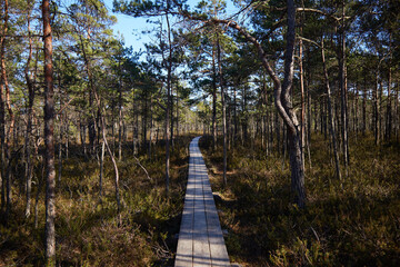 Fototapeta na wymiar A wooden trail in a pine forest, selective focus