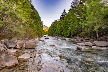 mountain river in the forest