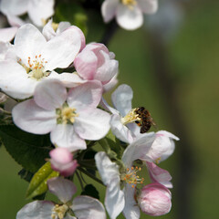 Bee collects nectar and pollinates flowers of flowering apple tree fruit tree in garde