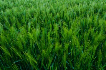 green wheat / oat grain field