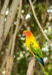 Sun Parakeet. Sun Conure. Aratinga solstitialis