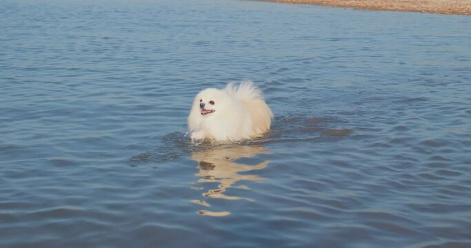 funny little white dog running playing in the river, entertainment Slow motion Happiness. Spitz swims in the lake