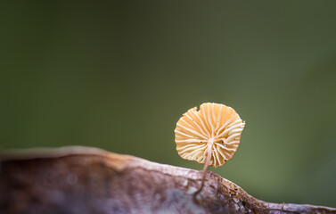Gill of a tiny yellow fungus growing on a dried leaf in forest. Auckland.