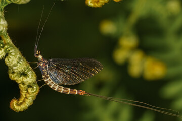 Mayfly (Ephemeroptera) sitting on a green leaf. Macro, copyspace