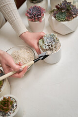 Woman putting soil into ceramic pot for Echeveria Succulent rooted cutting transplantation