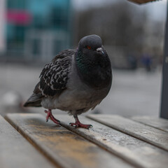 pensive dove goes about his business