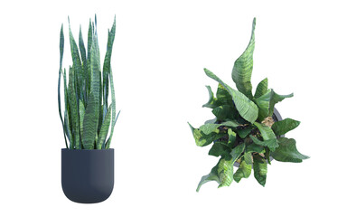 Sansevieria ndoor Plant top front view png alpha channel