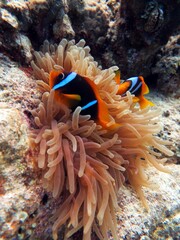 Fototapeta na wymiar red sea clown fish 