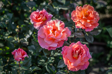 Pink roses in blossom