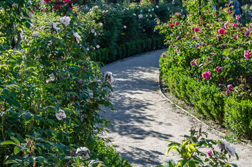 Beautiful rose garden in summertime